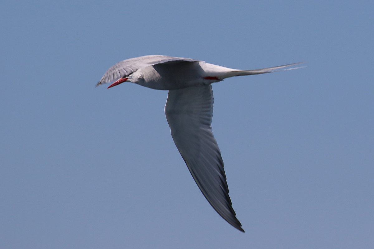 Farne Islands  - Noordse stern